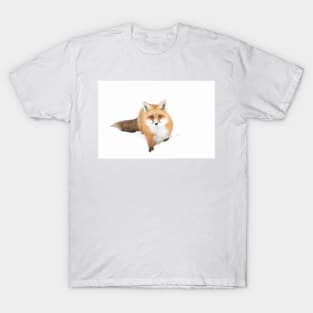 Red Fox - Algonquin Park T-Shirt